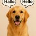golden retriever with two speech bubbles