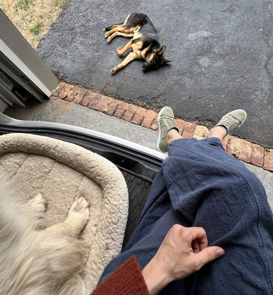 Dog laying in front of an open car trunk