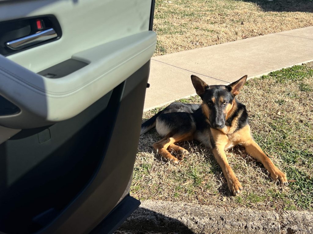 Open car door. Dog laying on grass