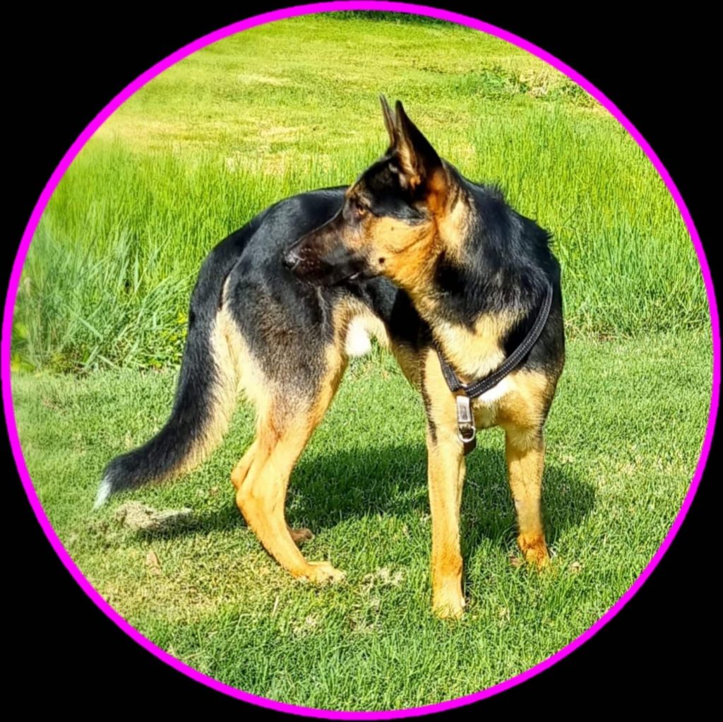 dog looking back