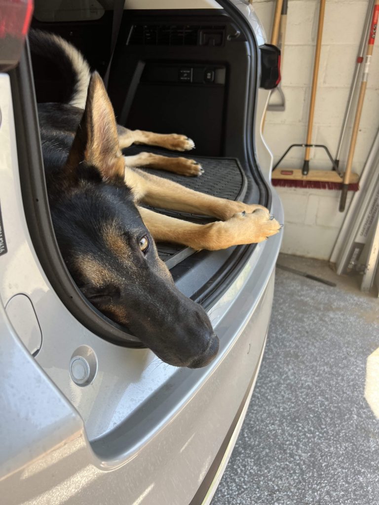 dog laying in a trunk