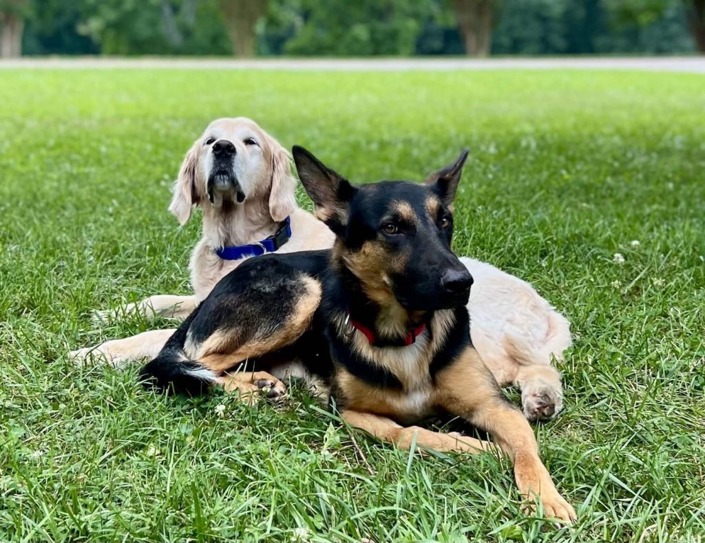 two dogs laying in grass
