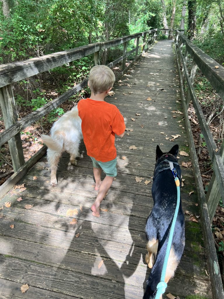 child walking with dogs