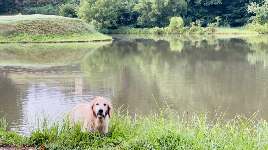dog on a lake